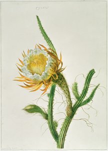 Nachtblühender Kaktus (Selenicereus grandiflorus), heimisch in Jamaika